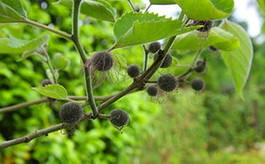 Hovenier-Loek-Barte-Tuinonderhoud-Najaarsbeurt-3 Hovenier-Loek-Barte-Tuinonderhoud-Najaarsbeurt-3