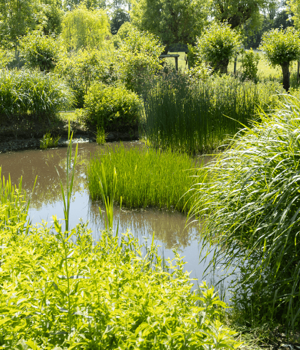 Hoveniersbedrijf Loek Barte Tuinaanleg Vijver aanleggen 2