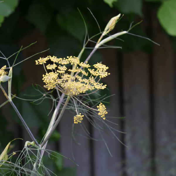 Hoveniersbedrijf Loek Barte Tuinadvies Biodiversiteit 3