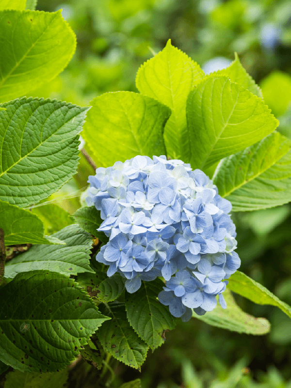 Hoveniersbedrijf Loek Barte Tuinadvies Snoeien heesters en rododendrons 1