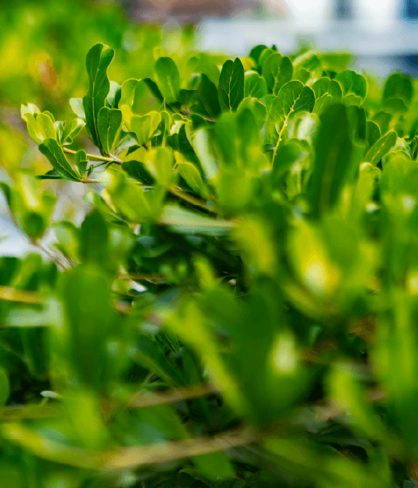 Hoveniersbedrijf Loek Barte Tuinadvies Snoeien heesters en rododendrons 2