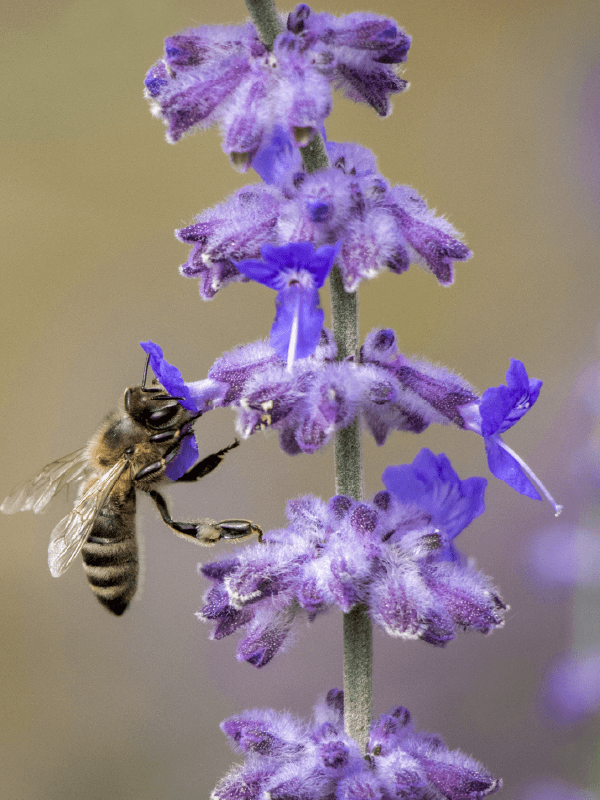 Hoveniersbedrijf Loek Barte Tuinadvies Snoeien van hortensia en lavendels 1