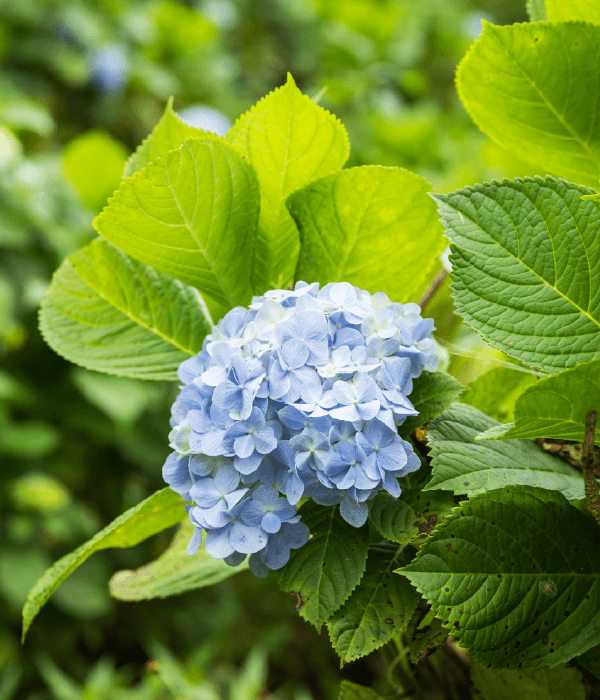 Hoveniersbedrijf Loek Barte Tuinadvies Snoeien van hortensia en lavendels 2