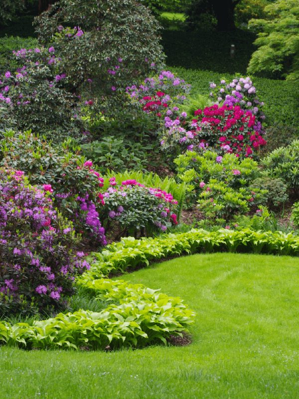 Hoveniersbedrijf Loek Barte Tuinadvies Snoeien van vaste planten 1