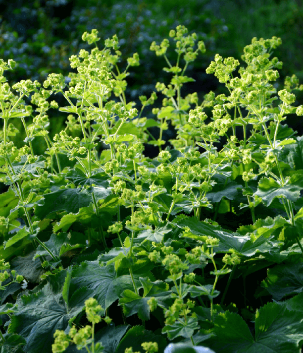 Hoveniersbedrijf Loek Barte Tuinadvies Snoeien van vaste planten 2