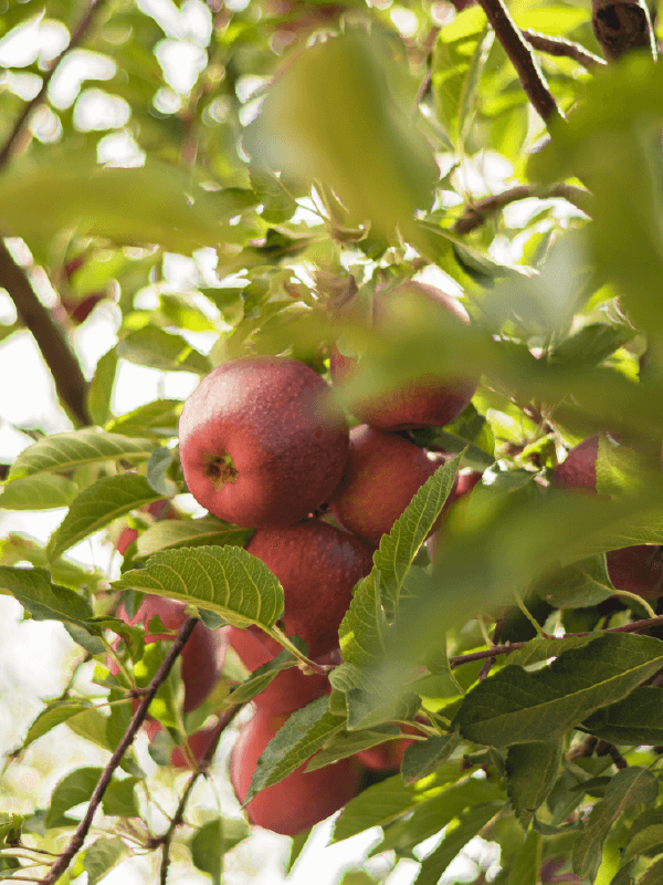 Hoveniersbedrijf Loek Barte Tuinadvies Snoeien van verschillende soorten bomen 1