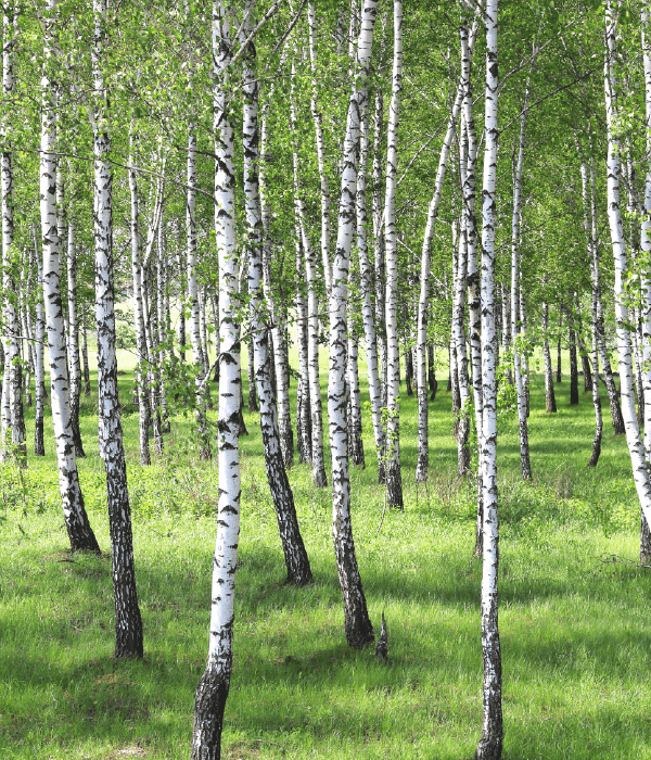 Hoveniersbedrijf Loek Barte Tuinadvies Snoeien van verschillende soorten bomen 2