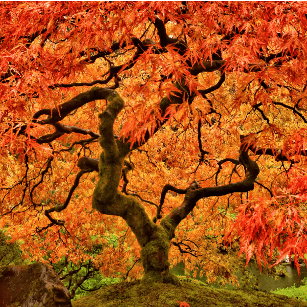 Hoveniersbedrijf Loek Barte Tuinadvies Snoeien van verschillende soorten bomen 3