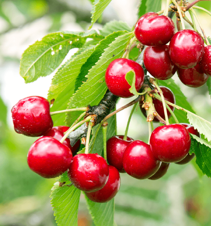 Hoveniersbedrijf Loek Barte Tuinadvies Snoeien van verschillende soorten bomen 4