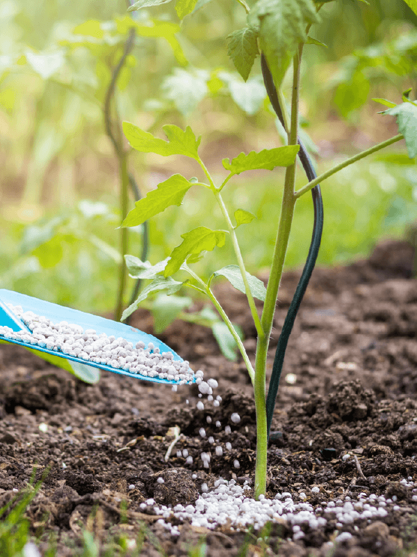 Hoveniersbedrijf Loek Barte Tuinadvies Tuinbemesting 1