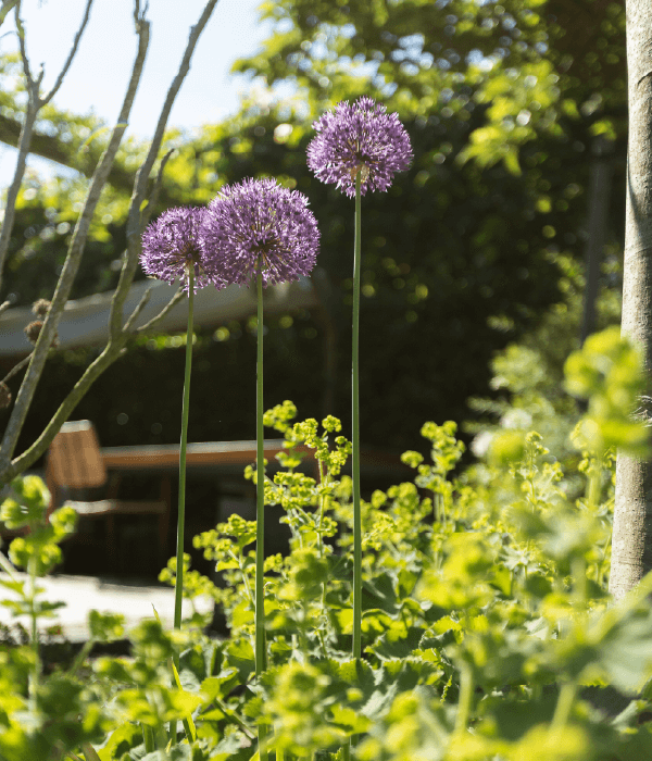Hoveniersbedrijf Loek Barte Tuinadvies Tuinbemesting 2
