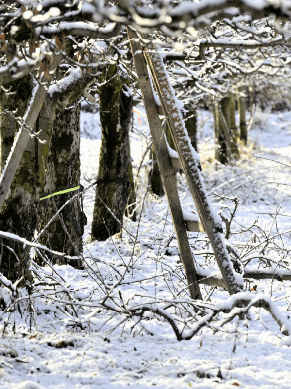 Hoveniersbedrijf Loek Barte Tuinadvies Winter 1
