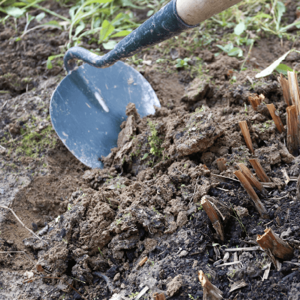 Hoveniersbedrijf Loek Barte Tuinadvies Winter 3