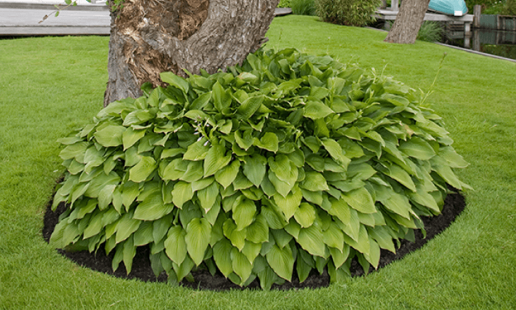 Hoveniersbedrijf Loek Barte Tuinonderhoud 3